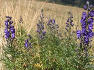 UA180728wandeltochten09.JPG